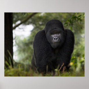 Poster Gorille de montagne et Silverback