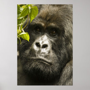 Poster Gorille des montagnes, Gorilla beringei beringei,