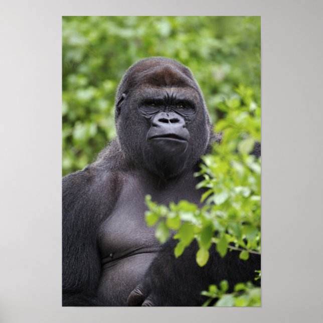 Poster Gorille des terres basses de Silverback, Gorilla g (Devant)