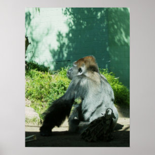 Poster Gorille pensive