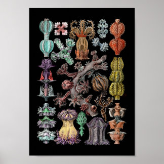 Poster Goronide coloré Corail de mer et Éponges