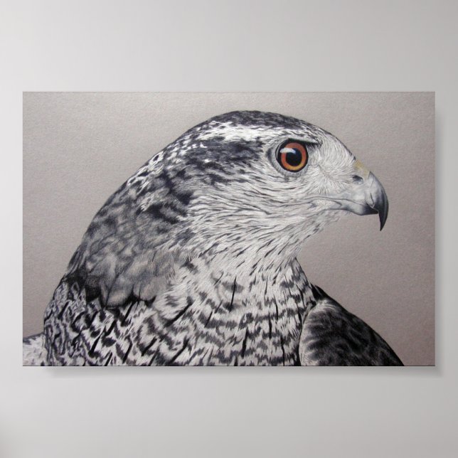 Poster Goshawk (Devant)