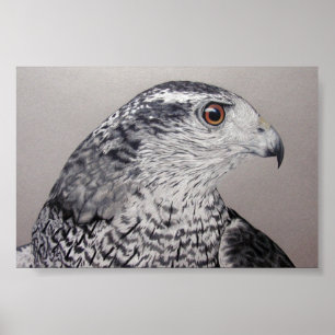 Poster Goshawk du Nord