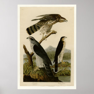 Poster Goshawk et Stanley Hawk