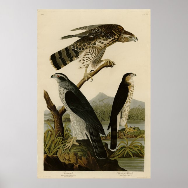 Poster Goshawk, Stanley Hawk, Audubon's Birds of America (Devant)