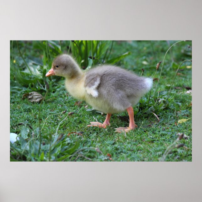 Poster Gosling (Devant)