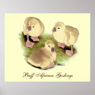Poster Goslings : Buff African