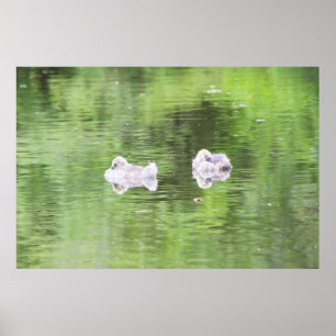 Poster Goslings dorés