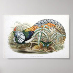 Poster Gould - Portefeuille de faisan de Lady Amherst