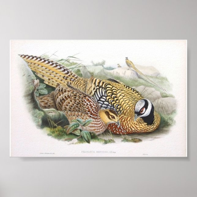 Poster Gould - Portefeuille de faisan de Reeve (Devant)