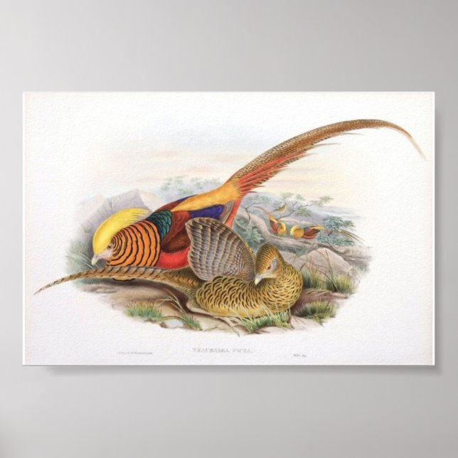 Poster Gould - Portefeuille de faisan doré (Devant)