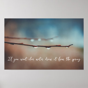 Poster Gouttes de pluie sur une branche d'arbre