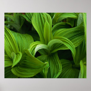 Poster Gouttes de rosée sur un Helabore faux