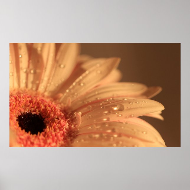 Poster Gouttes pétales (Devant)