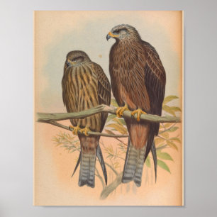 Poster Govinda Kite Brown Bird Art Vintage Imprimer