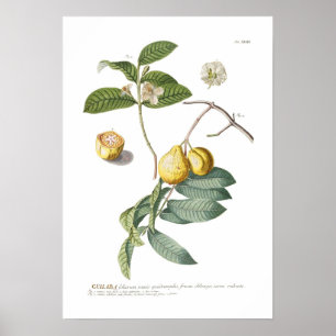 Poster Goyave