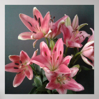 Poster Grâce radieuse : Lys roses en fleurs