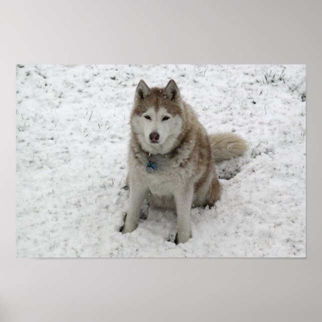 Poster Gracie 1 (Devant)