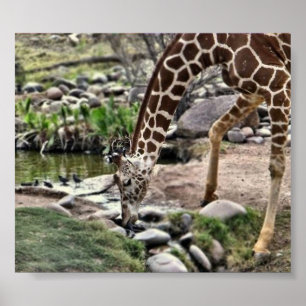 Poster Gracious Giraffe print