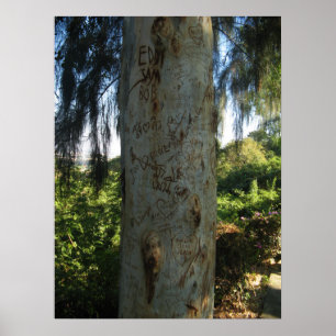 Poster Graffiti d'arbre thaïlandais