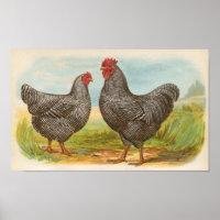 Graham - Barres Plymouth Rocks Poulets Folio