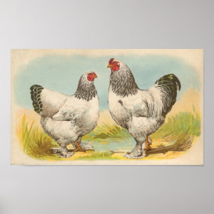 Poster Graham - Portefeuille de poulet Brahma léger