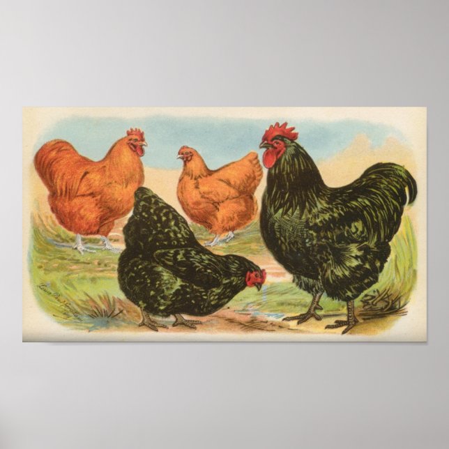 Poster Graham - Portefeuille Orpington Chickens (Devant)