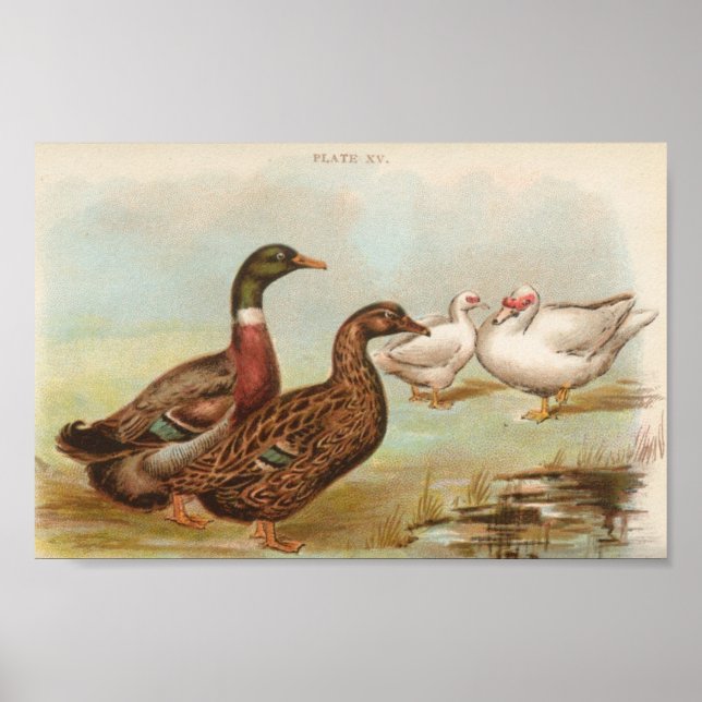 Poster Graham - Portefeuille Rouen et Muscovy Ducks (Devant)