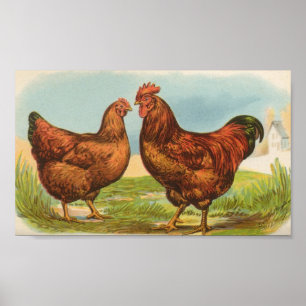 Poster Graham - Rhode Island Red Chickens