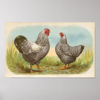 Poster Graham - Silver Laced Wyandotte Chickens Folio