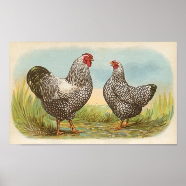 Poster Graham - Silver Laced Wyandotte Chickens Folio (Devant)