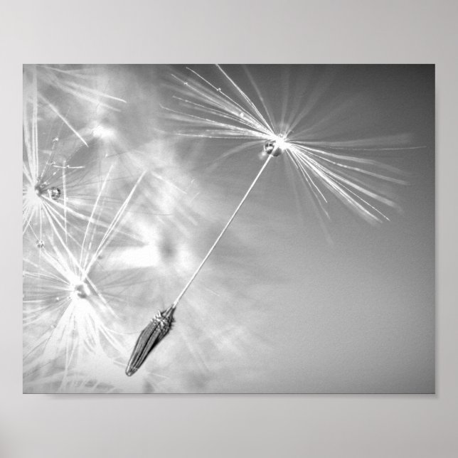 Poster Graine de Dandelion avec goutte d'eau Photographie (Devant)