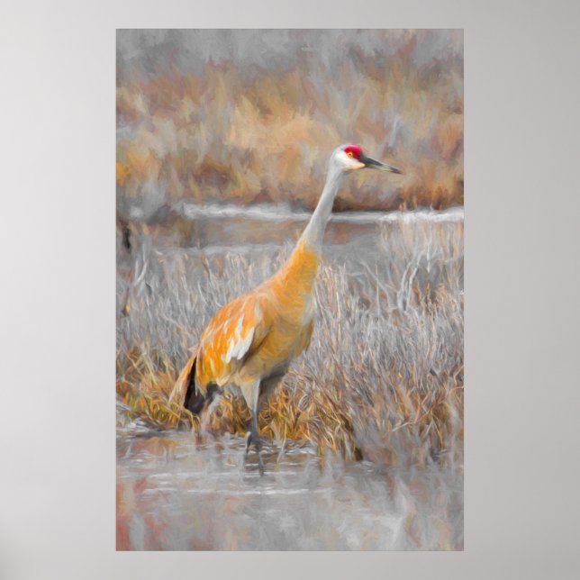 Poster Graine de Sandhill (Devant)