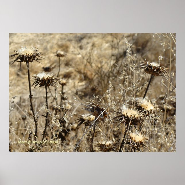Poster Graine sèche (Devant)