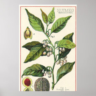 Poster Graines de fruits Plantes de muscade vintage, Herb