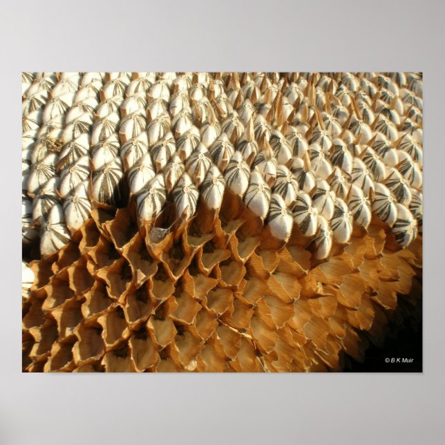 Poster - graines de tournesol (Devant)