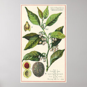 Poster Graines vintages de fruit d'usine de noix de