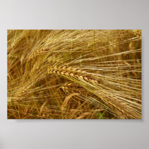 Poster Grains de blé dans le champ.  C’est l’heure de la 