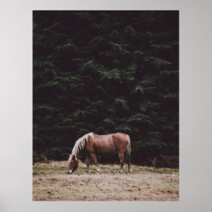 POSTER GRAISSE DE CHEVAUX À L'OMBRE DES CONIFÈRES