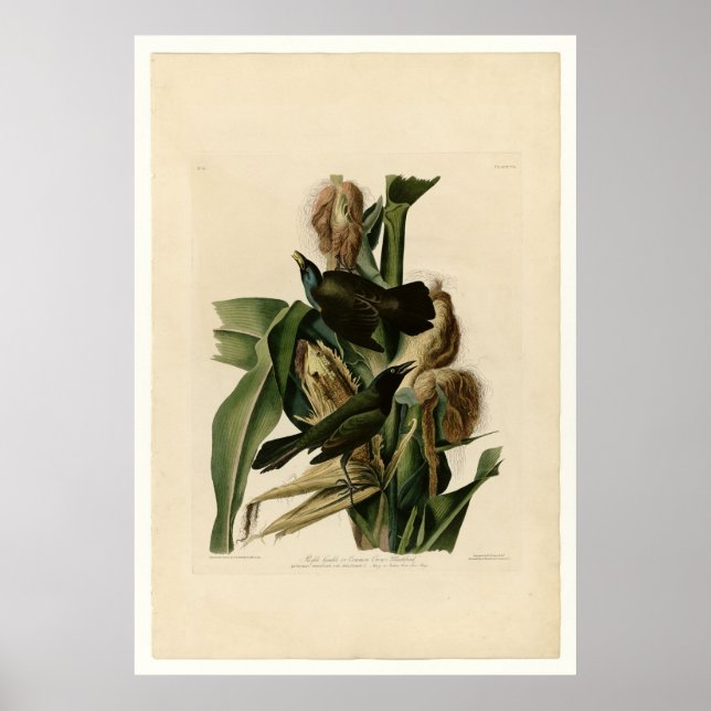 Poster Grakle pourpre (Devant)