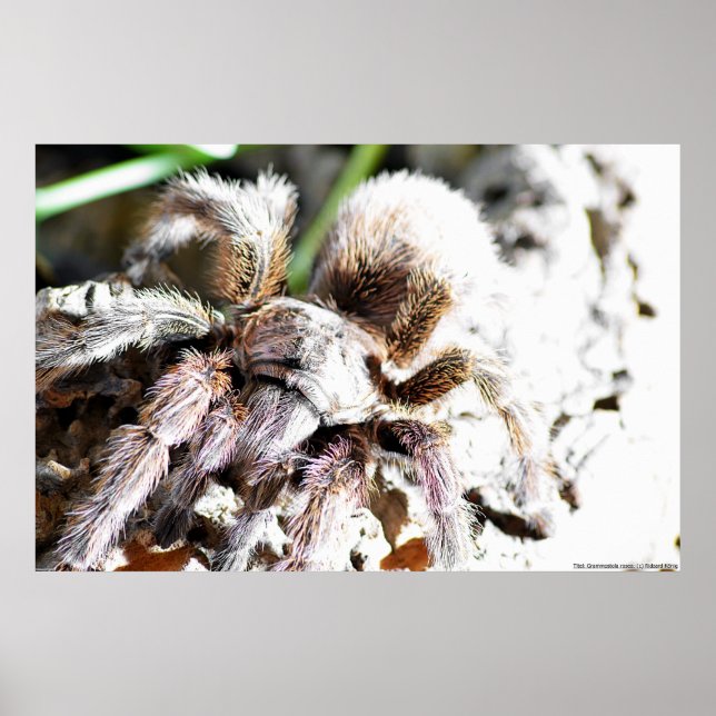 Poster Grammostola (Devant)