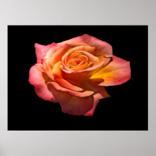 Poster Granada Tea Rose Imprimer