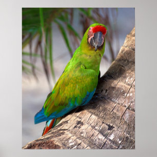 Poster Grand ara vert sur un arbre