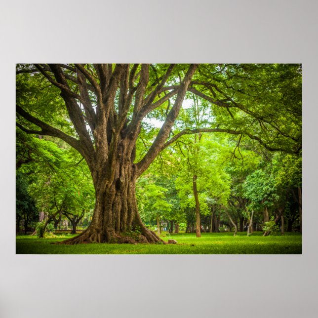 Poster Grand arbre dans le parc (Devant)