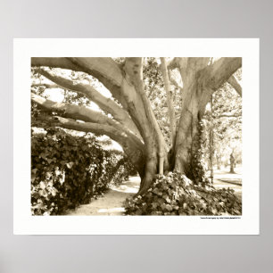 Poster Grand arbre noir et blanc Los Angeles Griffith Par