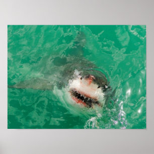 Poster Grand blanc Shark1