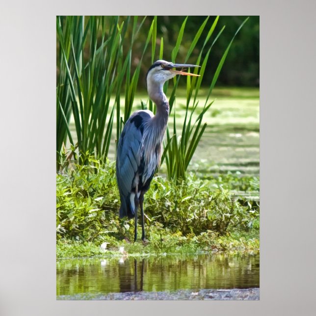 Poster Grand Blue Heron (Devant)