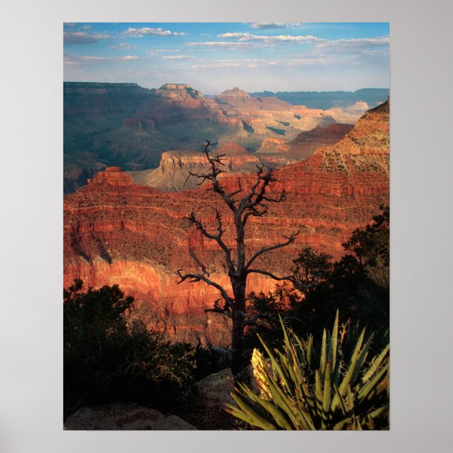 Poster Grand Canyon Flora (Devant)