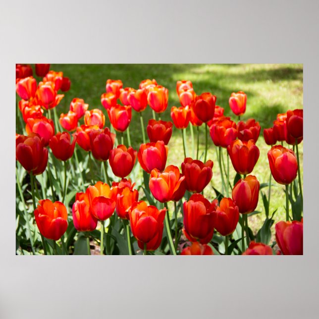 Poster Grand champ de tulipes rouges (Devant)