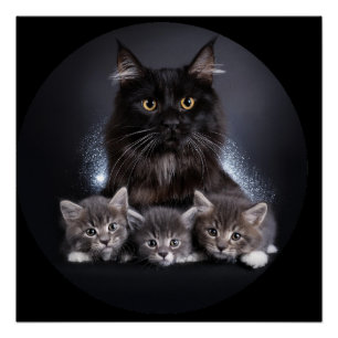 Poster Grand Chat Noir Et Ses 3 Chatons Pose Pour Nous